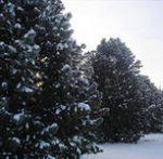 Магадаевский припоселковый кедровник