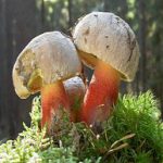 Боровик несъедобный