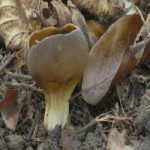 Паксина ацетабулум