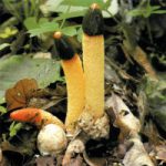 Мутинус собачий обыкновенный