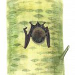 Водяная ночница