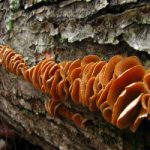 Панеллус стриптикус