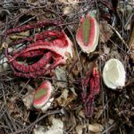 Цветохвостник