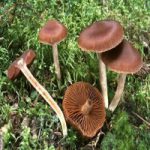 Паутинник коричневый