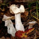 Лопастник курчавый