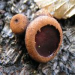 Булгария инквинанс