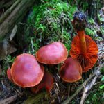 Паутинник киноварно-красный