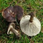 Меланолеука коротконожковая