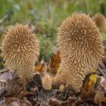 Дождевик ежевидноколючии