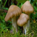 Эйтолома съедобная