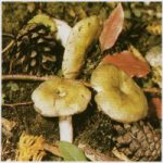 Сыроежка охряно-желтая