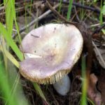 Сыроежка сине-зеленая