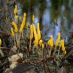 Митруля болотная