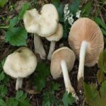 Энтолома сепиум