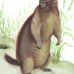 Лесостепной сурок