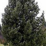 Аксеновский припоселковый кедровник