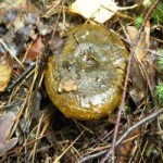 Груздь черный