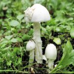 Мухомор белый вонючий