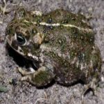 Камышовая жаба