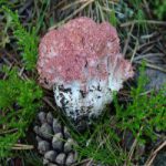 Рогатик гроздевидный