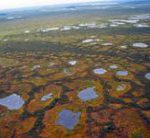 Васюганские болота