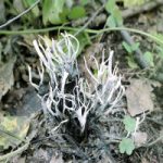 Ксилярия гипоксилон