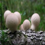 Дождевик грушевидный