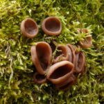 Пецица темно-каштановая