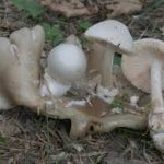 Вольвариелла сурректа