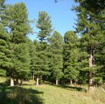 Бражкинский припоселковый кедровник